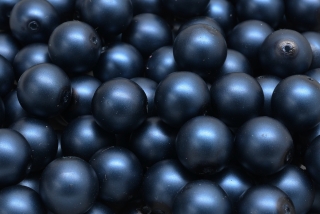 Voskované perly saténové, tmavě modrá, 10 mm, 10 ks 